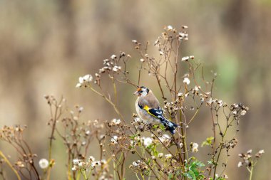 The European Goldfinch, feeding on seeds and insects, spotted at Baldoyle Racecourse, Dublin, Ireland. clipart