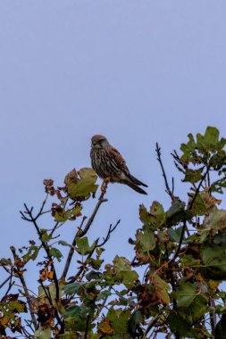 Kestrel, a small raptor feeding on small mammals and insects, photographed on Bull Island, Dublin, Ireland. clipart