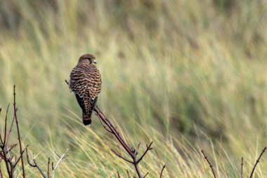 Kestrel, a small raptor feeding on small mammals and insects, photographed on Bull Island, Dublin, Ireland. clipart