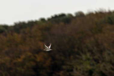Omurgasızlarla beslenen bir balıkçı kuşu olan Redshank Boğa Adası, Dublin, İrlanda 'da fotoğraflandı..