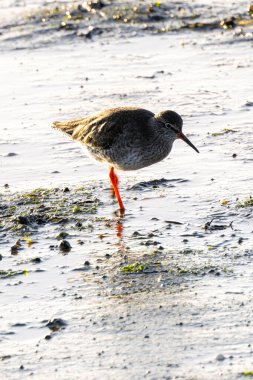 Omurgasızlarla beslenen bir balıkçı kuşu olan Redshank Boğa Adası, Dublin, İrlanda 'da fotoğraflandı..