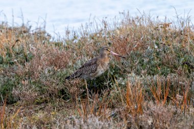 Omurgasızlar ve solucanlarla beslenen siyah kuyruklu gerzek Dublin, Bull Adası 'nda fotoğraflandı..