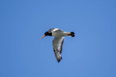 Kabuklu deniz hayvanlarıyla beslenen Avrupalı istiridye avcısı Boğa Adası, Dublin 'de fotoğraflandı..