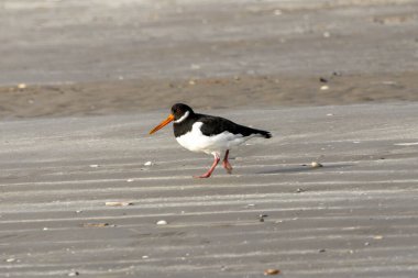 Kabuklu deniz hayvanlarıyla beslenen Avrupalı istiridye avcısı Boğa Adası, Dublin 'de fotoğraflandı..