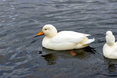 The domestic duck, a waterfowl feeding on grains and aquatic plants, was photographed at The Lough, Cork. clipart