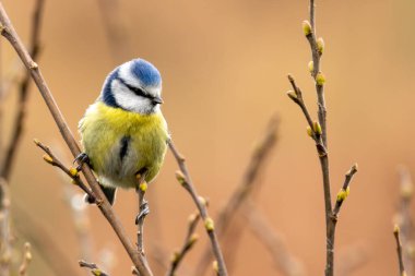 The blue tit, a small songbird feeding on insects and seeds, was photographed in Glen Park, Cork.