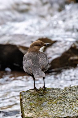 The Irish Dipper, a small aquatic songbird, feeds on insects and their larvae in fast-flowing streams. This one was photographed foraging in Glen Park, Cork. clipart