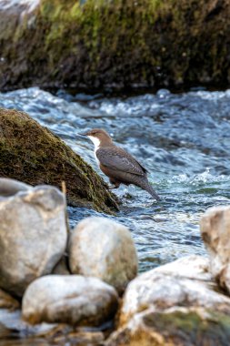 The Irish Dipper, a small aquatic songbird, feeds on insects and their larvae in fast-flowing streams. This one was photographed foraging in Glen Park, Cork. clipart