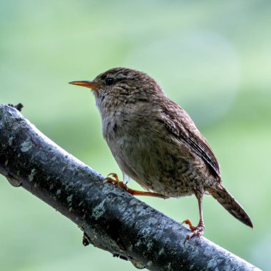 Avrasya Wren 'i böcek ve örümceklerle beslenir. Fotoğraf Glen Park, Cork, İrlanda 'da çekildi.