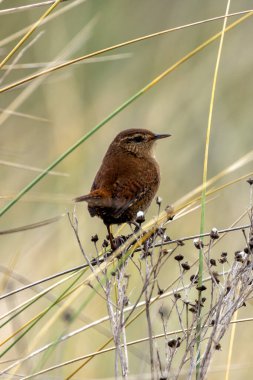 Avrasya Wren 'i böcek ve örümceklerle beslenir. Fotoğraf Glen Park, Cork, İrlanda 'da çekildi.