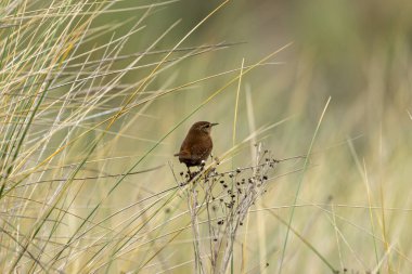 Avrasya Wren 'i böcek ve örümceklerle beslenir. Fotoğraf Glen Park, Cork, İrlanda 'da çekildi.