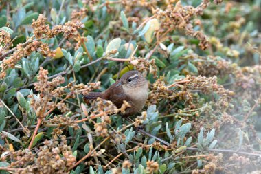 Avrasya Wren 'i böcek ve örümceklerle beslenir. Fotoğraf Glen Park, Cork, İrlanda 'da çekildi.