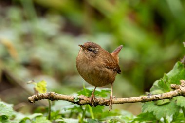 The Eurasian Wren feeds on insects and spiders. Photo captured in Glen Park, Cork, Ireland.