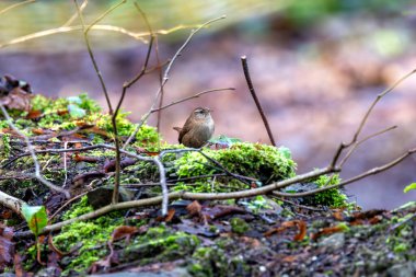 Avrasya Wren 'i böcek ve örümceklerle beslenir. Fotoğraf Glen Park, Cork, İrlanda 'da çekildi.