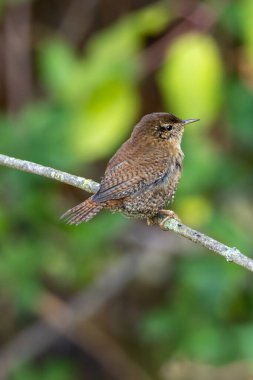 Avrasya Wren 'i böcek ve örümceklerle beslenir. Fotoğraf Glen Park, Cork, İrlanda 'da çekildi.
