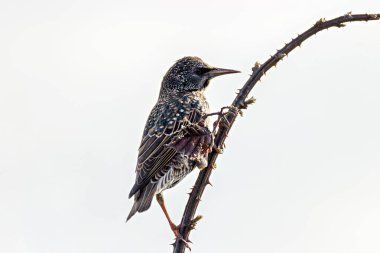 The European Starling feeds on insects, fruits, and seeds. Photo taken at Glen Park, Cork, Ireland. clipart