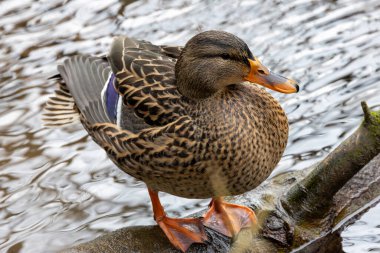 A female mallard forages on plants and insects at The Lough, Cork, Ireland, a popular urban wildlife spot. clipart