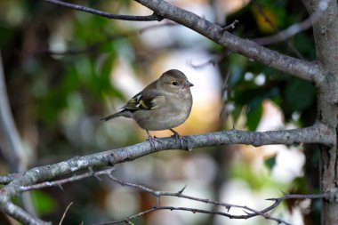 Dişi bir papatya sineği, İrlanda kuşları için cennet olan Dublin 'deki Baldoyle Yarış Pisti' nde tohum ve böcek yer..
