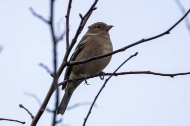 A female chaffinch eats seeds and insects at Baldoyle Racecourse, Dublin, a haven for Irish birds. clipart