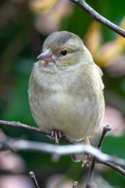 Dişi bir papatya sineği, İrlanda kuşları için cennet olan Dublin 'deki Baldoyle Yarış Pisti' nde tohum ve böcek yer..