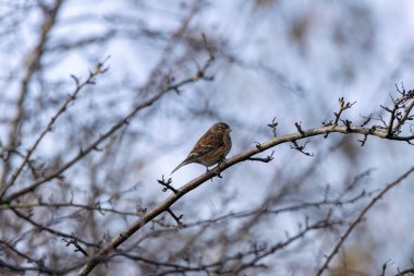 Tohum yiyen bir kuş olan Dişi Linnet, Dublin 'deki Boğa Adası' nın açık habitatlarında fotoğraflandı..
