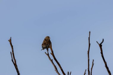 Tohum yiyen bir kuş olan Dişi Linnet, Dublin 'deki Boğa Adası' nın açık habitatlarında fotoğraflandı..