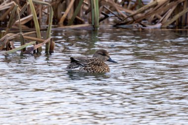 Dişi Avrasyalı Teal, Dublin 'deki Bull Adası' nda tohum ve su bitkileriyle beslenen bir ördek..