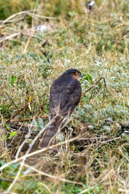Dublin, Bull Adası 'nda tünemiş dişi bir Atmaca, Accipiter nisus. Küçük kuşları avlayan bir yırtıcı kuş.