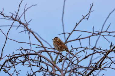 A female Reed Bunting, Emberiza schoeniclus, perched among reeds in Turvey Nature Reserve, Dublin. Eats seeds. clipart