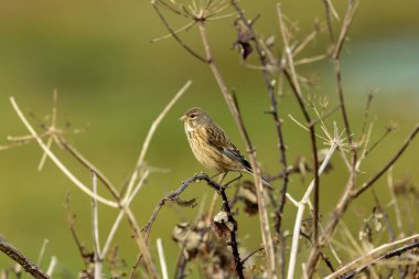 Tohum yiyen bir kuş olan Dişi Linnet, Dublin 'deki Boğa Adası' nın açık habitatlarında fotoğraflandı..