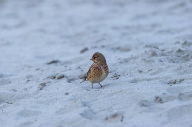 Female Common Linnet, a seed-eating passerine bird, photographed in the open habitats of Bull Island, Dublin. clipart