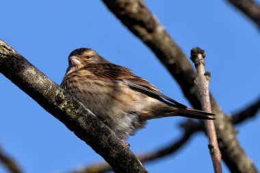 Female Common Linnet, a seed-eating passerine bird, photographed in the open habitats of Bull Island, Dublin. clipart