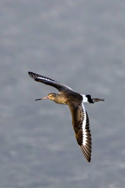 Kara Kuyruklu Godwit solucanlar ve yumuşakçalarla beslenir. Boğa Adası, Dublin 'de çekilmiş..