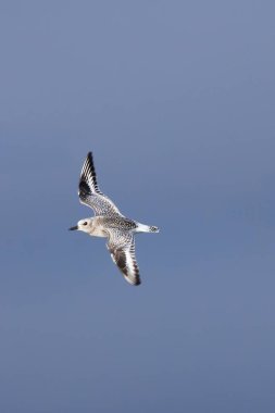 Gri yağmurkuşu (Pluvialis squatarola) solucanlar, kabuklular ve böceklerle beslenir. Fotoğraf Bull Island, Dublin, İrlanda 'da çekildi. Zengin biyolojik çeşitliliği ve kıyı habitatlarıyla bilinen çarpıcı bir doğa rezervi..