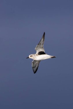 Gri yağmurkuşu (Pluvialis squatarola) solucanlar, kabuklular ve böceklerle beslenir. Fotoğraf Bull Island, Dublin, İrlanda 'da çekildi. Zengin biyolojik çeşitliliği ve kıyı habitatlarıyla bilinen çarpıcı bir doğa rezervi..