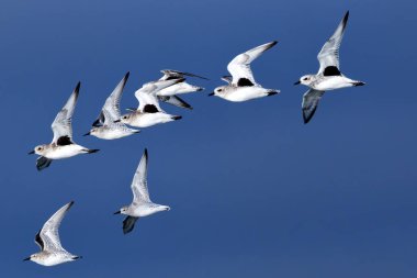 Gri yağmurkuşu (Pluvialis squatarola) solucanlar, kabuklular ve böceklerle beslenir. Fotoğraf Bull Island, Dublin, İrlanda 'da çekildi. Zengin biyolojik çeşitliliği ve kıyı habitatlarıyla bilinen çarpıcı bir doğa rezervi..