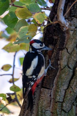 Büyük benekli ağaçkakan (Dendrocopos major) böcek, tohum ve ağaç özsuyuyla beslenir. Fotoğraf Casa de Campo, Madrid, İspanya 'da çekildi. Çeşitli yaşam alanları olan geniş bir şehir parkı. Kuşları izlemek için ideal..