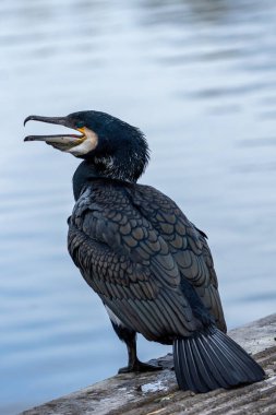 Büyük karabatak (Phalacrocorax carbo), avlanmak için balık ve dalgıçlarla beslenir. Fotoğraf Peder Collins Park, Dublin, İrlanda 'da çekildi. Su yolları olan sakin bir şehir parkı. Su kuşlarını tespit etmek için ideal..