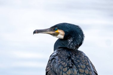 Büyük karabatak (Phalacrocorax carbo), avlanmak için balık ve dalgıçlarla beslenir. Fotoğraf Peder Collins Park, Dublin, İrlanda 'da çekildi. Su yolları olan sakin bir şehir parkı. Su kuşlarını tespit etmek için ideal..