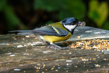 Great Tit feeds on insects, seeds, and nuts. Captured in Father Collins Park, Dublin, Ireland. 