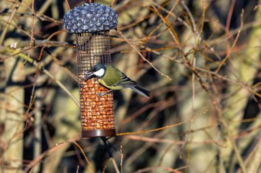 Great Tit feeds on insects, seeds, and nuts. Captured in Father Collins Park, Dublin, Ireland.  clipart