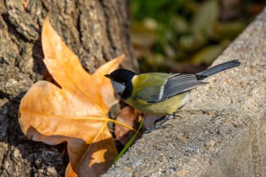 Great Tit feeds on insects, seeds, and nuts. Captured in Father Collins Park, Dublin, Ireland.  clipart