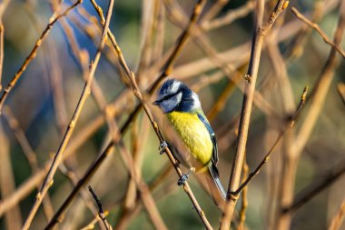 Blue Tit feeds on insects, seeds, and berries. Photographed in Father Collins Park, Dublin, Ireland