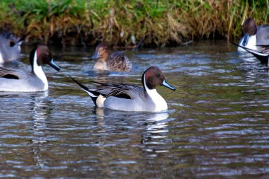 Dublin 'deki Bull Island' da erkek bir Pintail görüldü. Bu ördek tohumlar, su bitkileri ve küçük omurgasızlarla beslenir. Genellikle sulak alanlar ve kıyı habitatlarında bulunur..