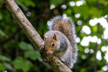 Dublin 'in Ulusal Botanik Bahçeleri' nde tohum ve fındıkla beslenen gri bir sincap..