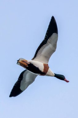 Shelduck, yumuşakçalar ve böceklerle beslenen bir su kuşudur. Fotoğraf Turvey Doğa Koruma Alanı, Dublin 'de çekildi..