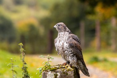 The Gyrfalcon is a carnivorous raptor preying on birds and mammals. Photo taken in Arctic tundra.  clipart