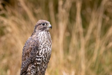 Gyrfalcon kuşları ve memelileri avlayan etobur bir yırtıcıdır. Fotoğraf Kuzey Kutbu tundrasında çekildi. 