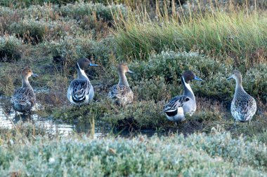 Su bitkileri ve omurgasızlarla beslenen bir çift kuzeyli ördek, Dublin 'deki Bull Island' da fotoğraflandı..