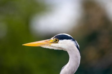 Bir Grey Heron (Ardea cinerea), Dublin 'deki Peder Collins Park' ta yürüyor. Bu yaygın balıkçıl genellikle Avrupa 'nın her yerinde balık, amfibi ve küçük memeliler için avlanan su kütlelerinin yanında bulunur..